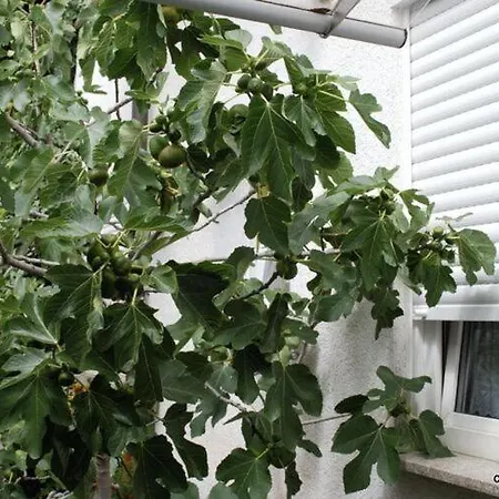 Fewo Ii Fig View
